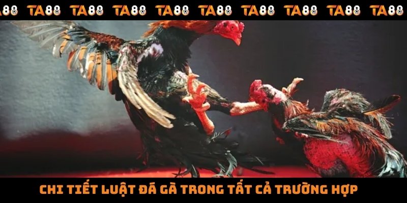 Chi tiết luật đá gà trong tất cả trường hợp