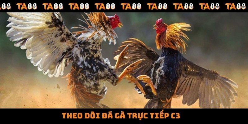 Theo dõi đá gà trực tiếp C3