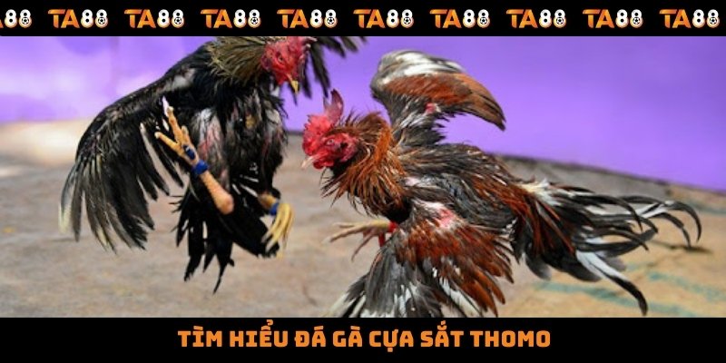 Tìm hiểu đá gà cựa sắt Thomo